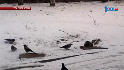 Ворона напала на обедающего кота с тыла 