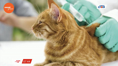 Пушистое утро – кошка на улице