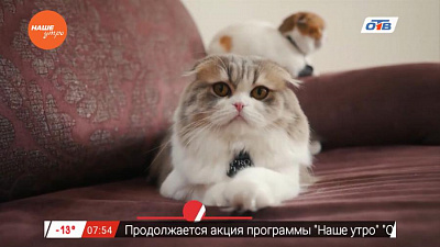 Пушистое утро – влияние кошек на климат в семье