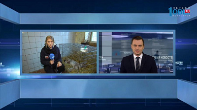 Меньше часа назад прооперировали рысь Марысю