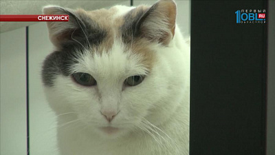 В ветеринарной клинике работает психологом кошка