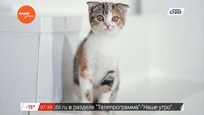 Пушистое утро – изменения в природе