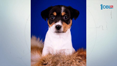 Собака из фильма «Маска»