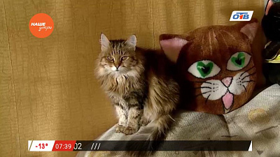 Пушистое утро – как правильно питаться кошке