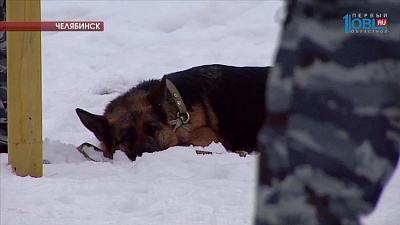 Ветеринарам удалось спасти служебную овчарку, отравившуюся наркотиками 