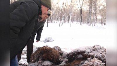 Шкуры убитых животных обнаружены в Парке Победы в Магнитогорске