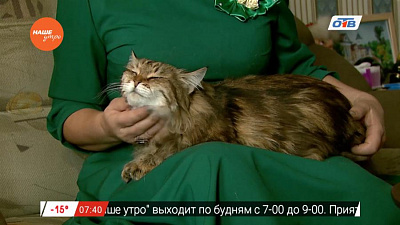 Пушистое утро – кошкины ушки