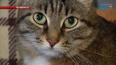 Челябинцы продают кота-экзорциста за 2,5 миллиона рублей