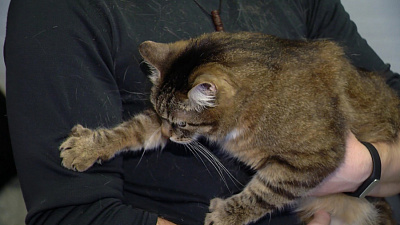 Кота с паранормальными способностями продают за 2,5 миллиона рублей