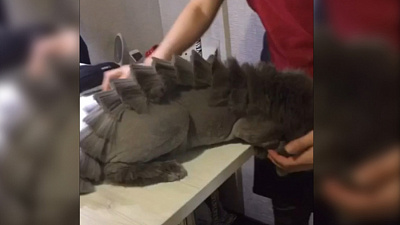 Кот-дракон  после салона красоты