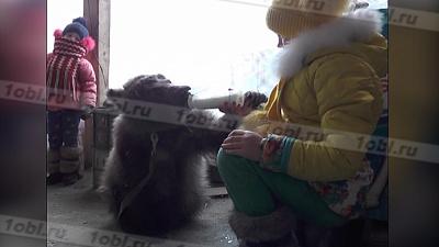 Медвежонок Стёпа подружился с людьми