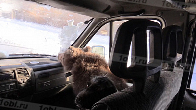 Троицкий медвежонок стал автолюбителем