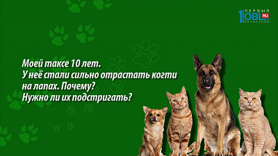 Уход за попугаем и взрослой собакой