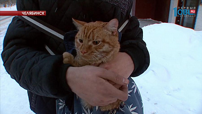Челябинец подобрал кота, выброшенного в мешке с балкона