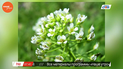 Знахарь – восстановление памяти