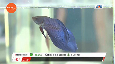 Пушистое утро - как правильно кормить аквариумных рыб