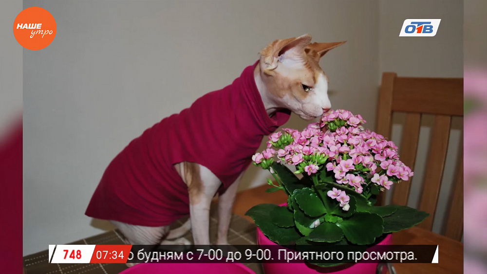 Наше УТРО на ОТВ – пушистое утро