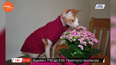 Наше УТРО на ОТВ – пушистое утро