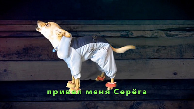Челябинский пёс исполнил хит группы «Ленинград»