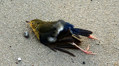 Мертвую стаю птиц обнаружили за своим окном жители Магнитогорска 