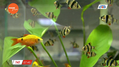 Пушистое утро - Вода в аквариуме