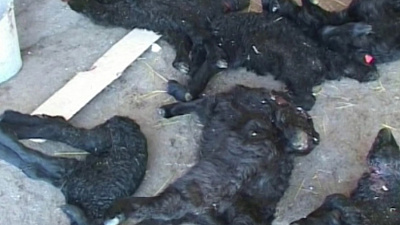 Стая волков загрызла стадо овец в Чебаркульском районе