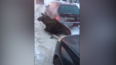 Лося, греющегося выхлопными газами, сняли на видео