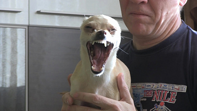  Поющий челябинский пес Чарли предпочел репертуар Лепса