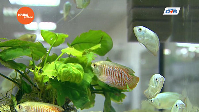 Пушистое утро - о рыбках