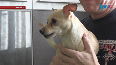 Собака из Миасса прославилась на всю страну