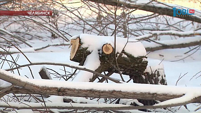 Неизвестные вырубили полсотни деревьев в сквере на Захаренко 