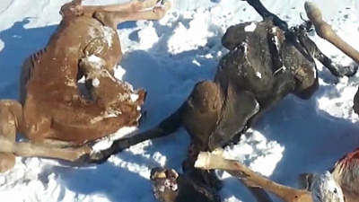 Массовая гибель новорожденных жеребят повергла в шок фермеров