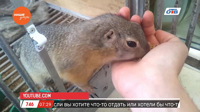 Пушистое утро - про сусликов