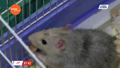 Пушистое утро - уход за крысами