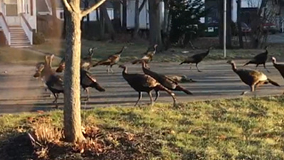 Ритуальный хоровод индеек вокруг мертвого кота шокировал очевидцев