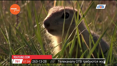 Наше УТРО на ОТВ – пушистое утро о стрессу у сусликов