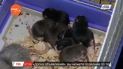Наше УТРО на ОТВ – пушистое утро о содержании крыс