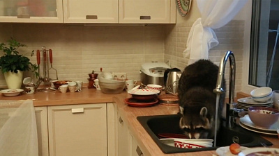 Хищник пробрался в дом к людям и перемыл всю грязную посуду
