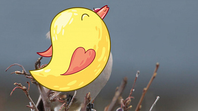 Что за птица? Видео вопрос