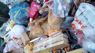 Странное животное с копытами обнаружено в мусорном контейнере Златоуста