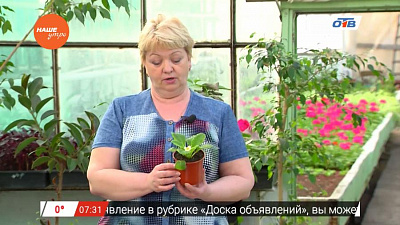 Наше УТРО на ОТВ – садовые истории о примуле бесстебельной