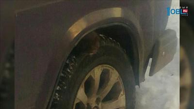 Жители обнаружили норку на улице города