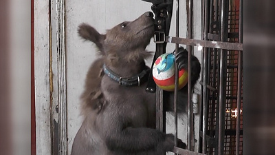 Медвежонок Степа справился с чесоткой и отращивает новую шерсть