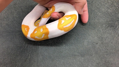 Первого в мире питона со смайликами на коже сняли на видео