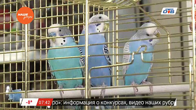 Наше УТРО на ОТВ – пушистое утро о попугаях