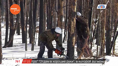 Наше УТРО на ОТВ – сюжет о санитарной рубке