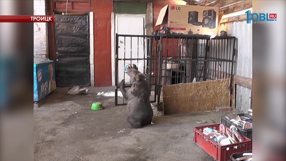 Медвежонок Степа может стать цирковым артистом