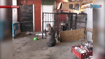 Медвежонок Степа может стать цирковым артистом