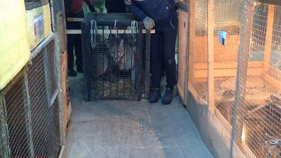 Челябинский зоозащитник Карен Даллакян спас зверей-инвалидов 