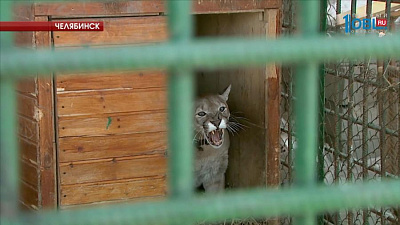 В челябинском зооприюте 5 новосёлов из Томска